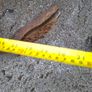 Very Large Heavy 19th Century Wrought Iron Anchor Image 6
