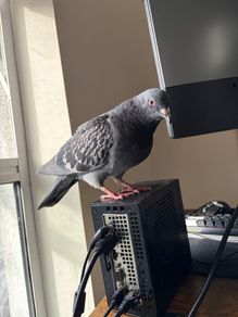 Mini ITX Ryzen Pc pigeon not included