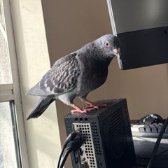 Mini ITX Ryzen Pc pigeon not included