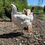 chickens Image 3