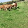Heifers Image 10