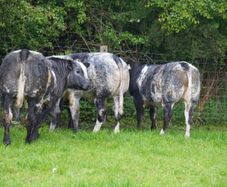 Roan Blue Heifers for Gortatlea Mart