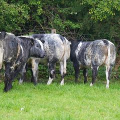 Roan Blue Heifers for Gortatlea Mart
