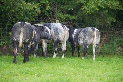 Roan Blue Heifers for Gortatlea Mart