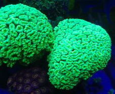 Candy Cane Marine Coral