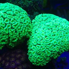 Candy Cane Marine Coral