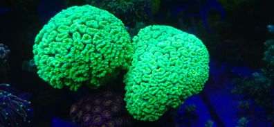 Candy Cane Marine Coral