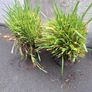 Dianella Tasmanica Image 3
