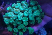 trumpet coral LPS 3 heads