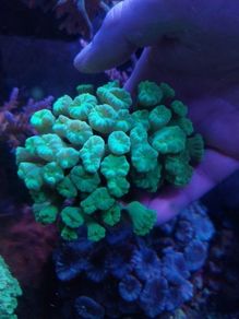 trumpet coral LPS 3 heads