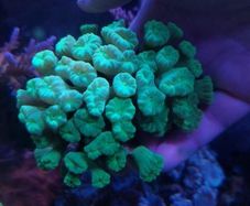 trumpet coral LPS 3 heads