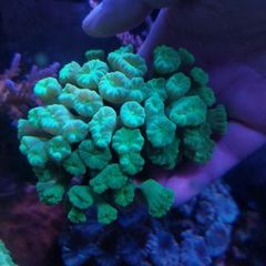 trumpet coral LPS 3 heads