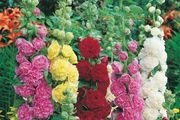plants