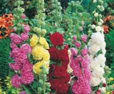 plants