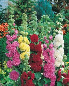 plants