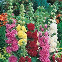 plants