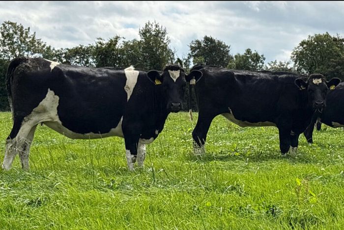 In Calf Heifers