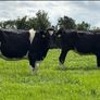 In Calf Heifers Image 2