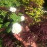 Plants and trees and Japanese acers Image 10