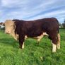 Hereford Bull Image 6