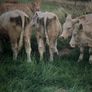 Bullocks Image 5