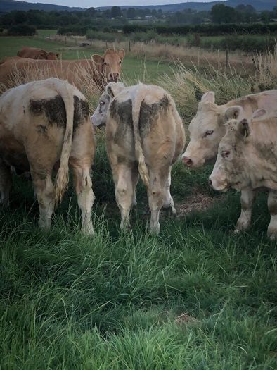 Bullocks