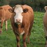 Springing heifers Image 4