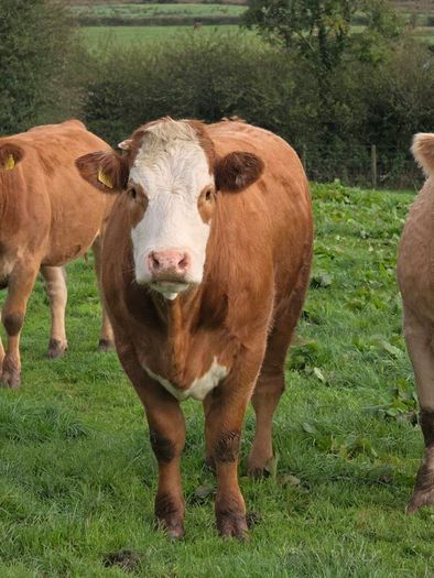 Springing heifers