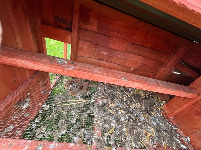 Movable Chicken Coop