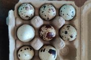 Quail
