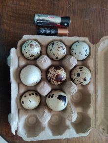 Quail