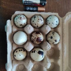 Quail