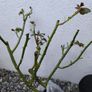 garden plants Image 6