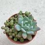 Succulents Image 3