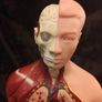 Vintage human anatomical torso model Image 6