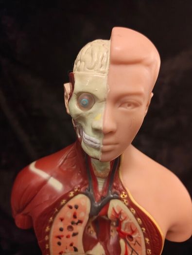 Vintage human anatomical torso model