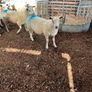 Hoggets Image 4