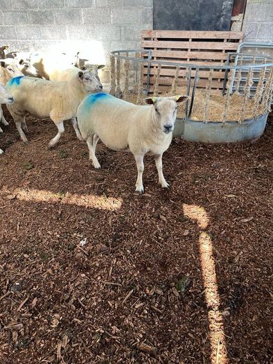 Hoggets