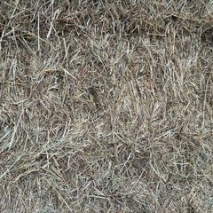 Hay