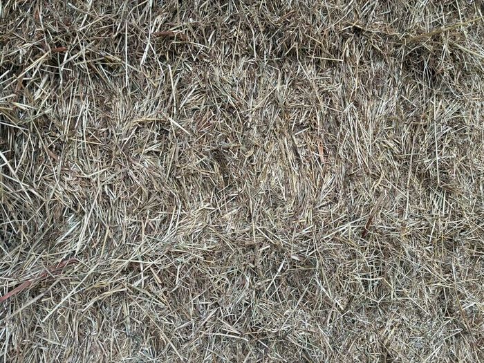 Hay