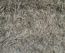Hay
