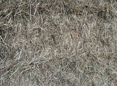 Hay