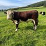Pedigree Hereford Bull Image 2