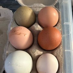 Hen Eggs