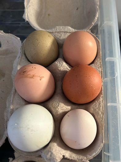 Hen Eggs
