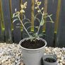 Olive tree plant Image 2