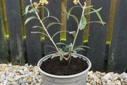 Olive tree plant