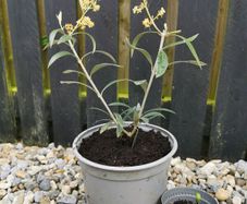 Olive tree plant