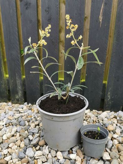 Olive tree plant