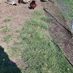 Poultry